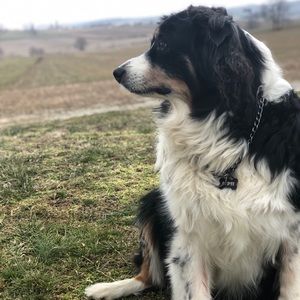 Meet your Posher, Abby